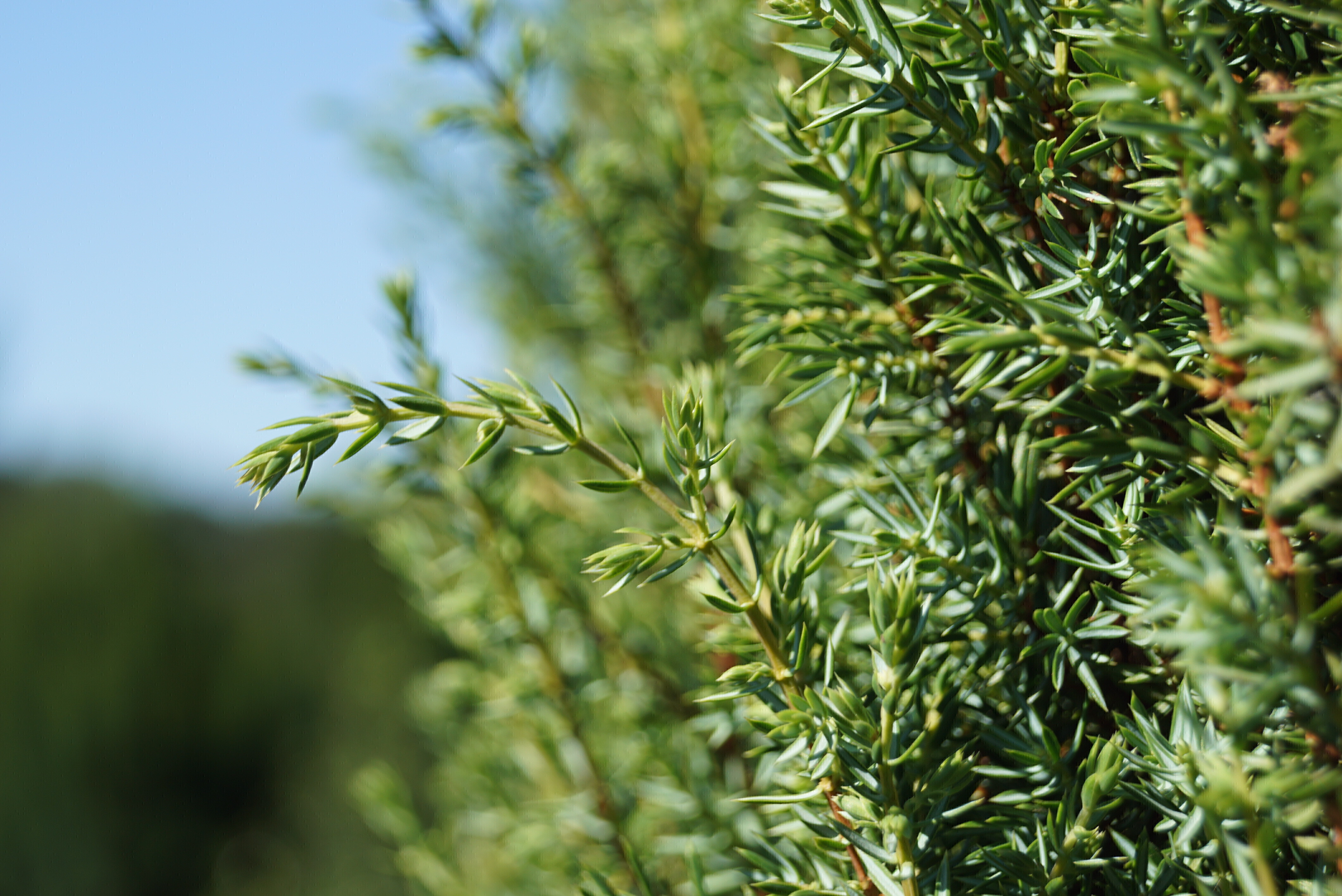 Juniperus communis 'Sentinel' (2)